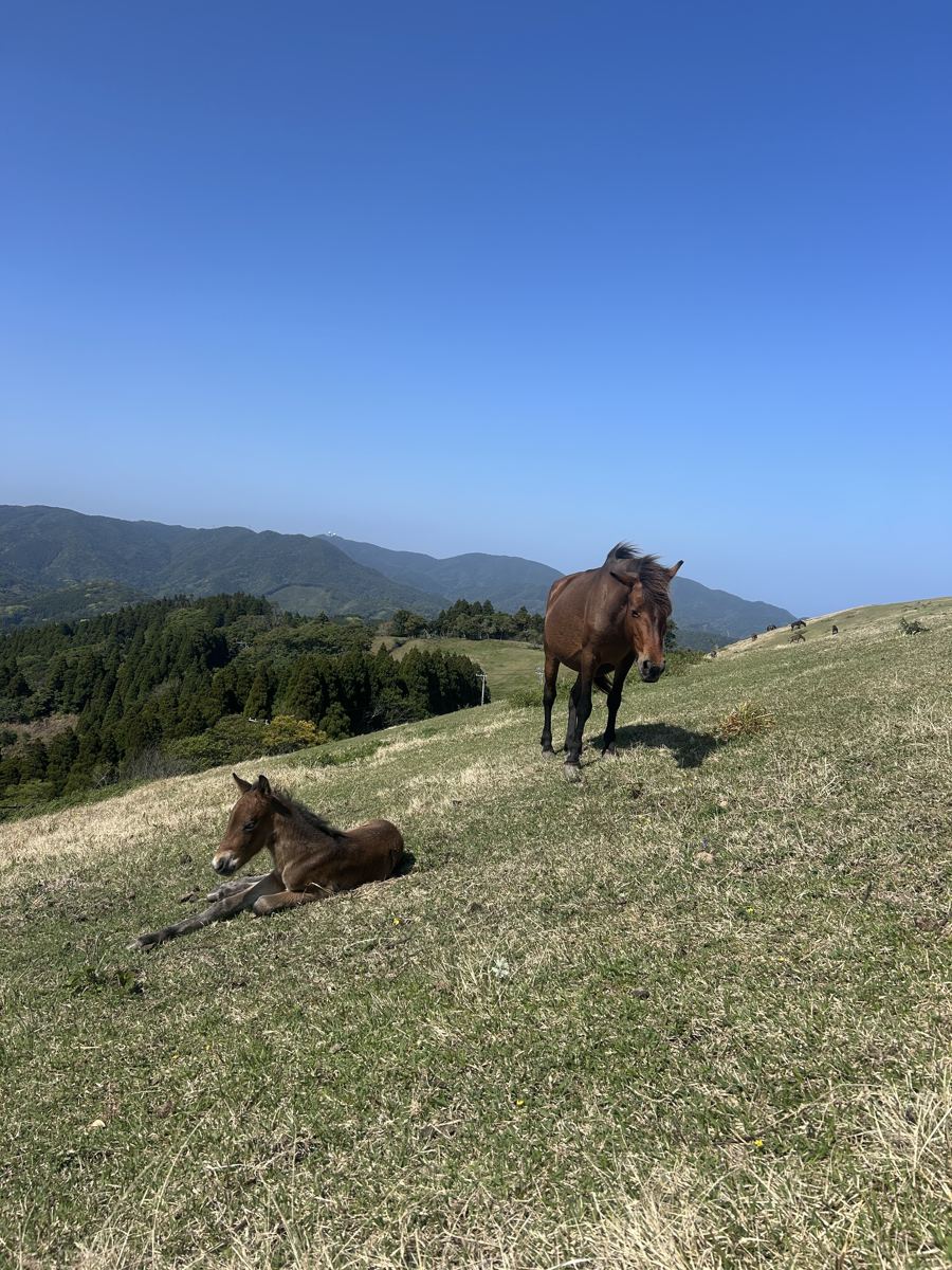 Mare and foal, Cape Toi