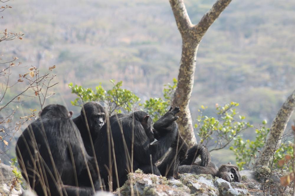 A cluster of chimpanzees grooming