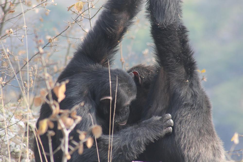 Chimpanzees in a grooming handclasp