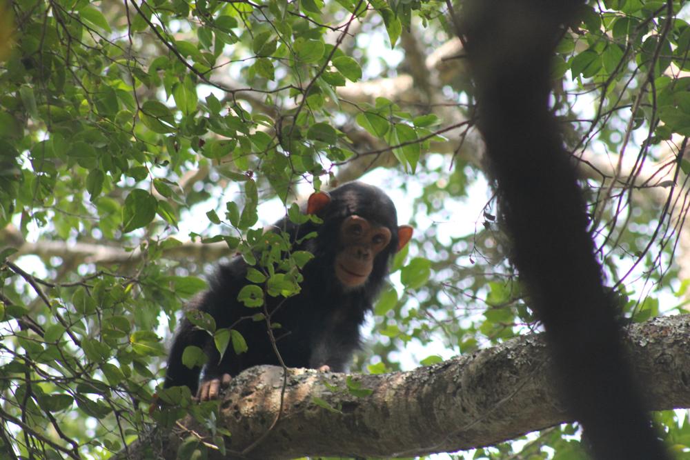 Infant chimpanzee peeking over a branch