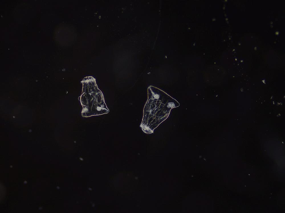 Male rotifers under darkfield microscopy