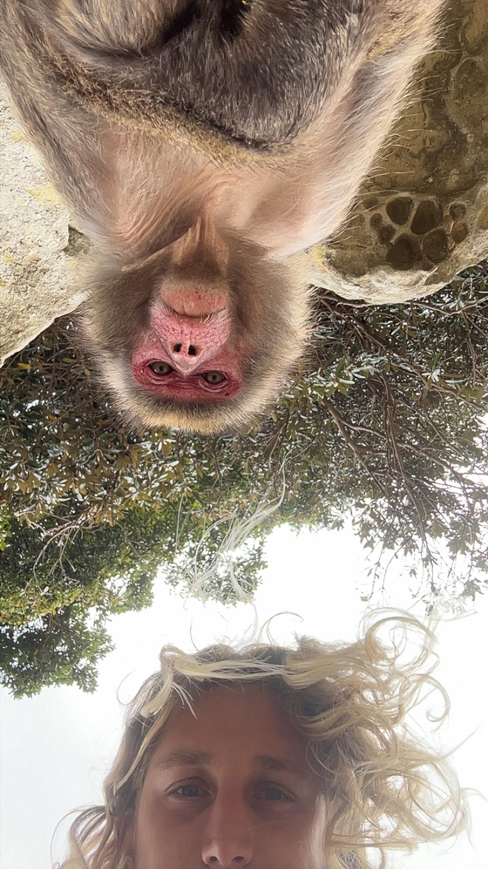 Japanese macaque close to the camera