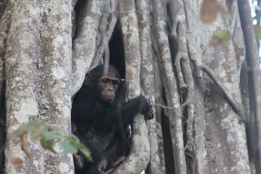 Young chimpanzee in a strangler fig, Issa Valley